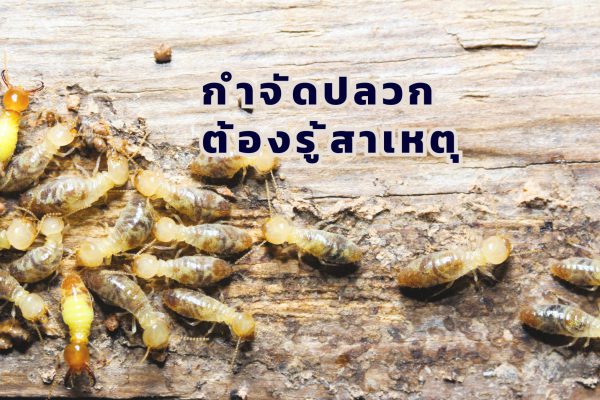 กำจัดปลวก ต้องรู้สาเหตุ